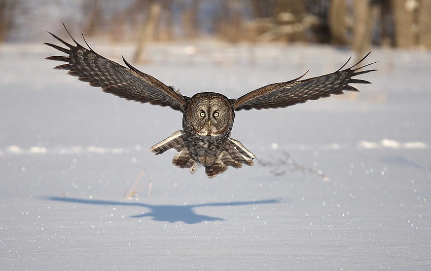 Tiere, Winter, Eule, Schnee, Vogel, Schatten, Raubtier, Flug, Flügel, Welle, Sweep HD-Hintergrundbild