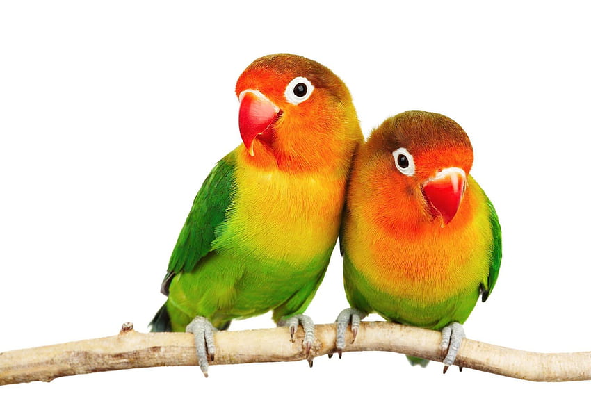 Love Birds, Lovebird HD wallpaper