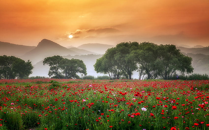 A meadow with red poppies, orange, poppies, green, red, trees, fields, , nature, flowers, mountains, grpahy, sunset HD wallpaper