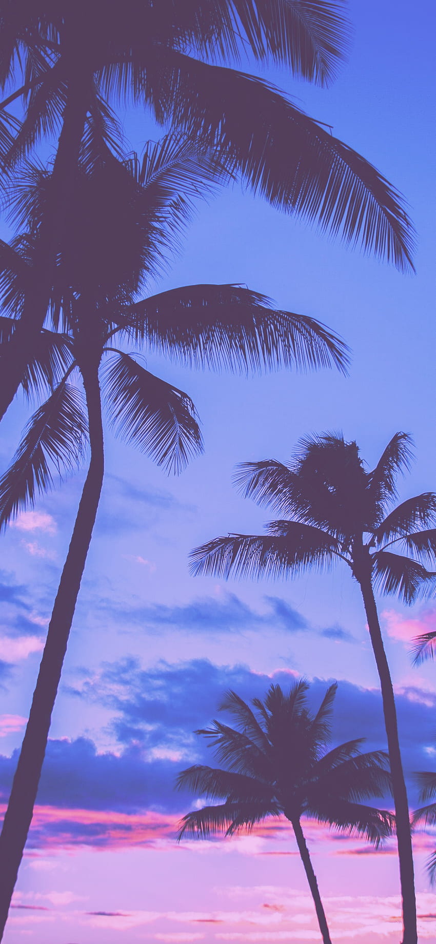 Purple Palm Trees HD phone wallpaper
