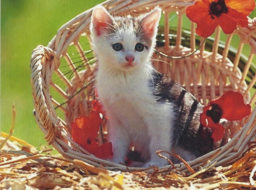 Коте от калико таби в кошница, коте, кошница, калико, цветя, таби, котка HD тапет