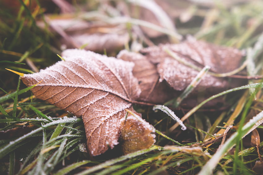 Autumn, Macro, Sheet, Leaf, Hoarfrost, Frost, Dry HD wallpaper