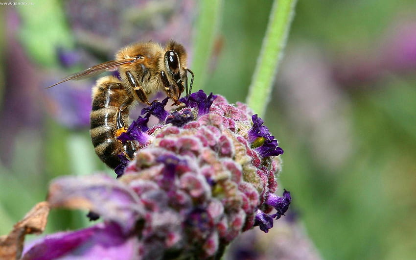 Цвете, макро, повърхност, пчела, опрашване HD тапет