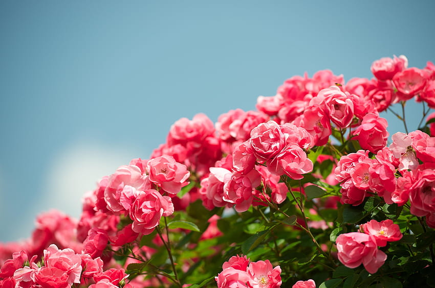 Sky, Flowers, Roses, Bush, Handsomely, It's Beautiful, Sharpness HD wallpaper