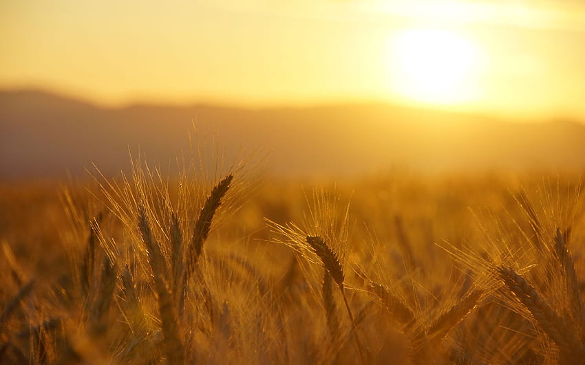 grass . Field , Sunrise , Wheat fields HD wallpaper