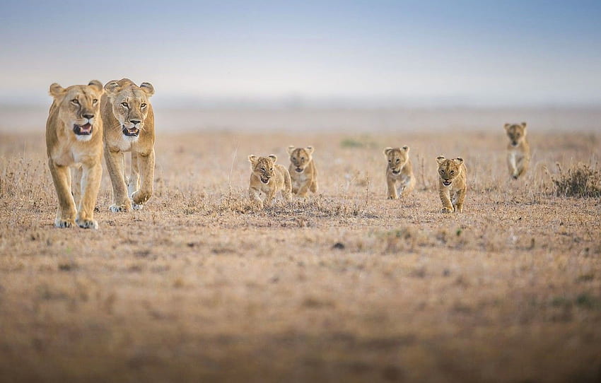 家族、アフリカ、カブス、雌ライオン、ライオン、プライド 高画質の壁紙