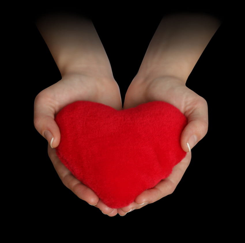 : red heart in hands, heart in hands HD wallpaper