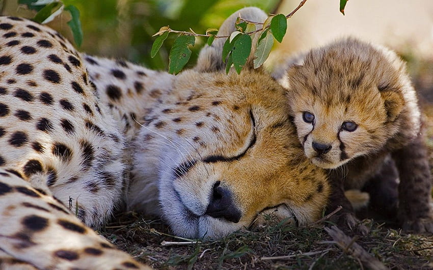 cheetah Cubs 2 Sleep animal, Sleeping Animal HD wallpaper