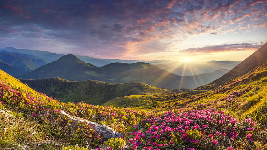 Pembe Çiçekler Çim Dağlar Yamaç Bitkiler Güneş Işınları Mavi Gökyüzü Altında Doğa HD duvar kağıdı