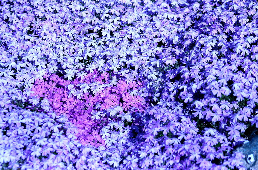 Flowers, Lot, Small, Phlox HD wallpaper