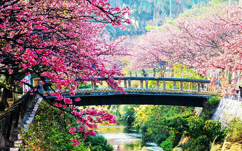 ฤดูใบไม้ผลิในสวนญี่ปุ่นใกล้โอกินาว่า ต้นไม้ แม่น้ำ สะพาน ซากุระ ดอกไม้ วอลล์เปเปอร์ HD