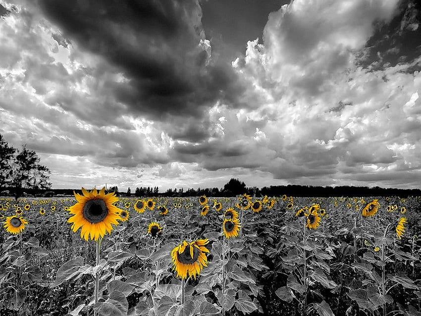 Discover 59+ black and white sunflower wallpaper super hot - in.cdgdbentre
