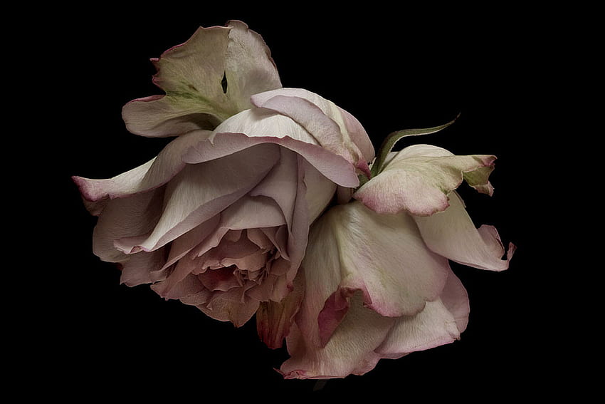 mawar, benda mati, merah muda, tua Wallpaper HD