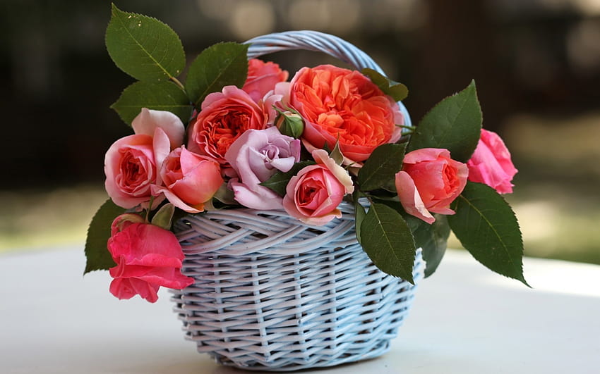 Rośliny, kwiaty, róże, bukiety Tapeta HD