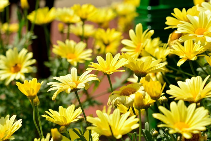 명랑한 봄 데이지, 경치 좋은 봄, 꽃밭, 봄 꽃, 노란 꽃, 편안한 봄, 데이지 HD 월페이퍼