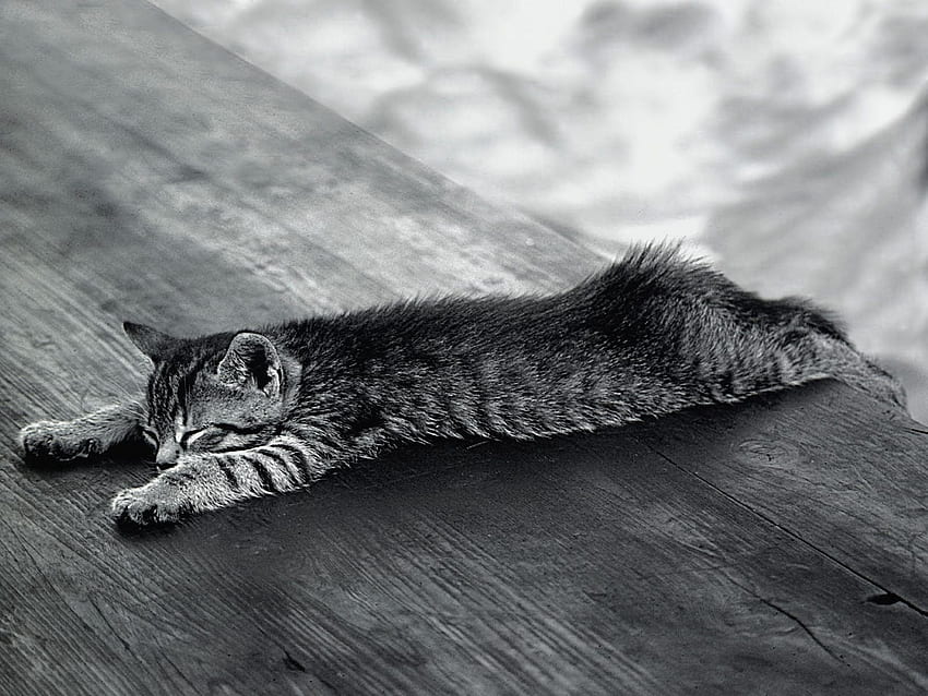 สัตว์ คิตตี้ ลูกแมว นอนลง โกหก ฝัน นอนหลับ เหนื่อย วอลล์เปเปอร์ HD