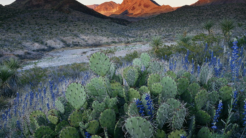 Texas, Natur, Kaktus, Kaktusfeige, National, Park, Bluebonnets, Kunst, Vektor, Landschaft, Texas Winter HD-Hintergrundbild