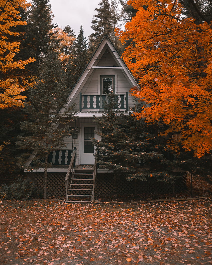 Natur, Bäume, Herbst, Abgeschiedenheit, Privatsphäre, kleines Haus, Hütte, Gemütlichkeit, Komfort HD-Handy-Hintergrundbild
