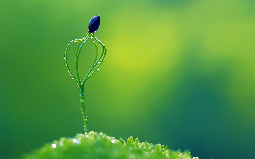 Green, Plants, Nature, Macro / and Mobile Background HD wallpaper | Pxfuel