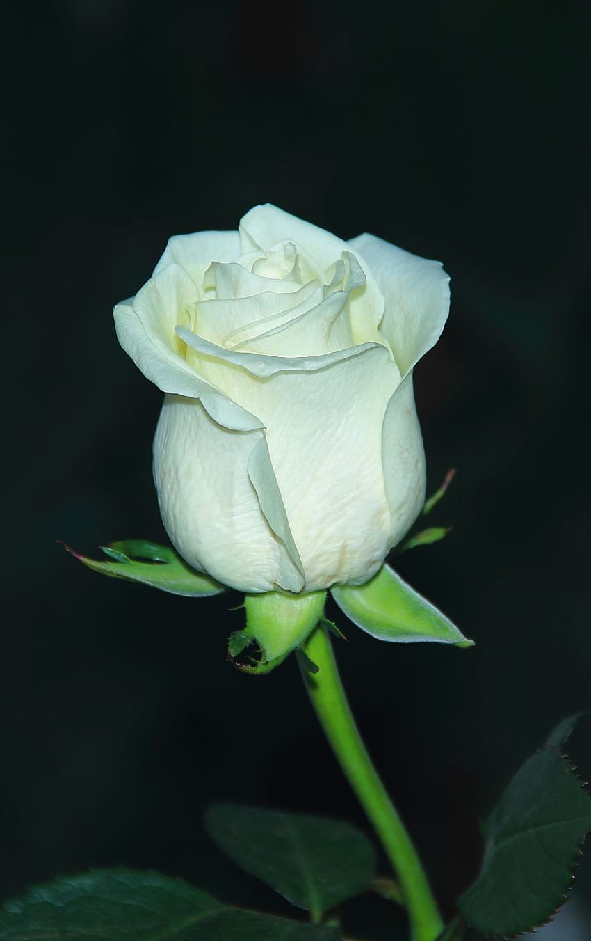White rose bud HD wallpapers | Pxfuel