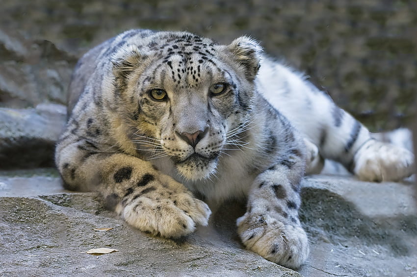 Animales, leopardo de las nieves, depredador, gato grande, vista, opinión fondo de pantalla