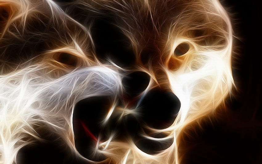 Knurrender Wütender Wolf Wölfe Ehrfürchtiger Hund Weißer Hintergrund HD-Hintergrundbild