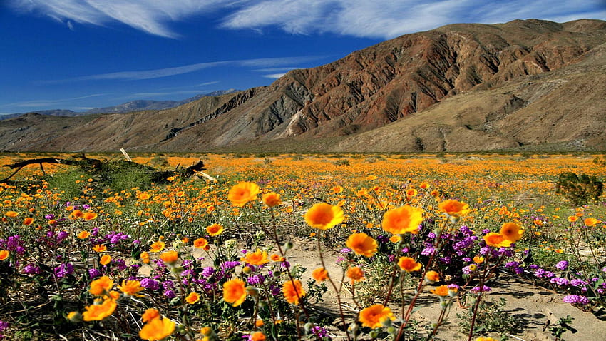 Anza-Borrego State Park, California, cielo, montagne, fiori di campo, paesaggio, nuvole, Stati Uniti d'America Sfondo HD