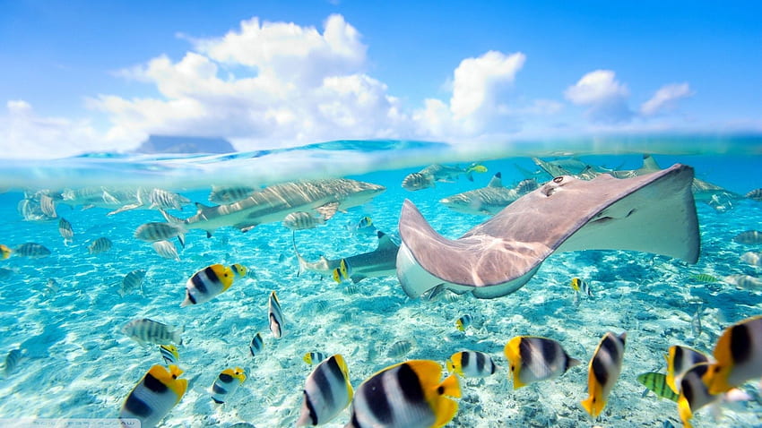 fish, Sea, Split view, Stingray, Bora Bora / HD wallpaper