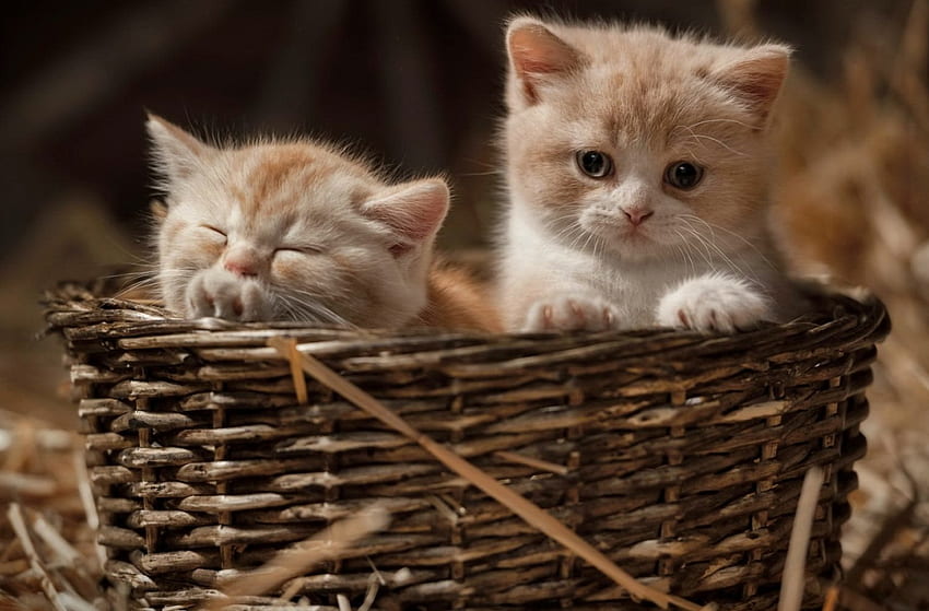 Kittens in basket, sweet, basket, kitty, cute, cat, adorable, fluffy, kittens HD wallpaper