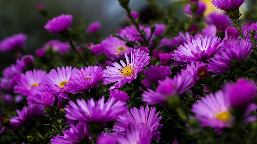 Garden Plants Blossoming On Purple Aster Flowers Summer Ultra For Laptop Tablet Mobile Phones And Tv HD wallpaper