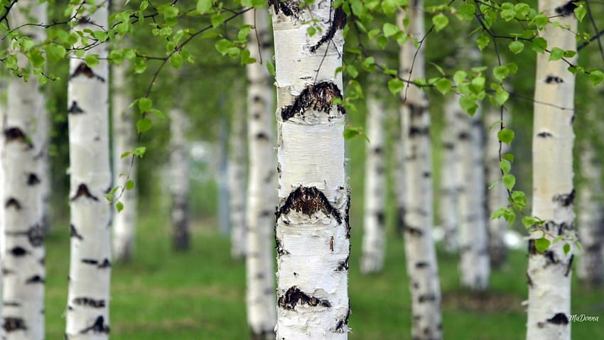 Birch Grove, musim panas, birch, daun, aspen, musim semi, hutan, hutan Wallpaper HD