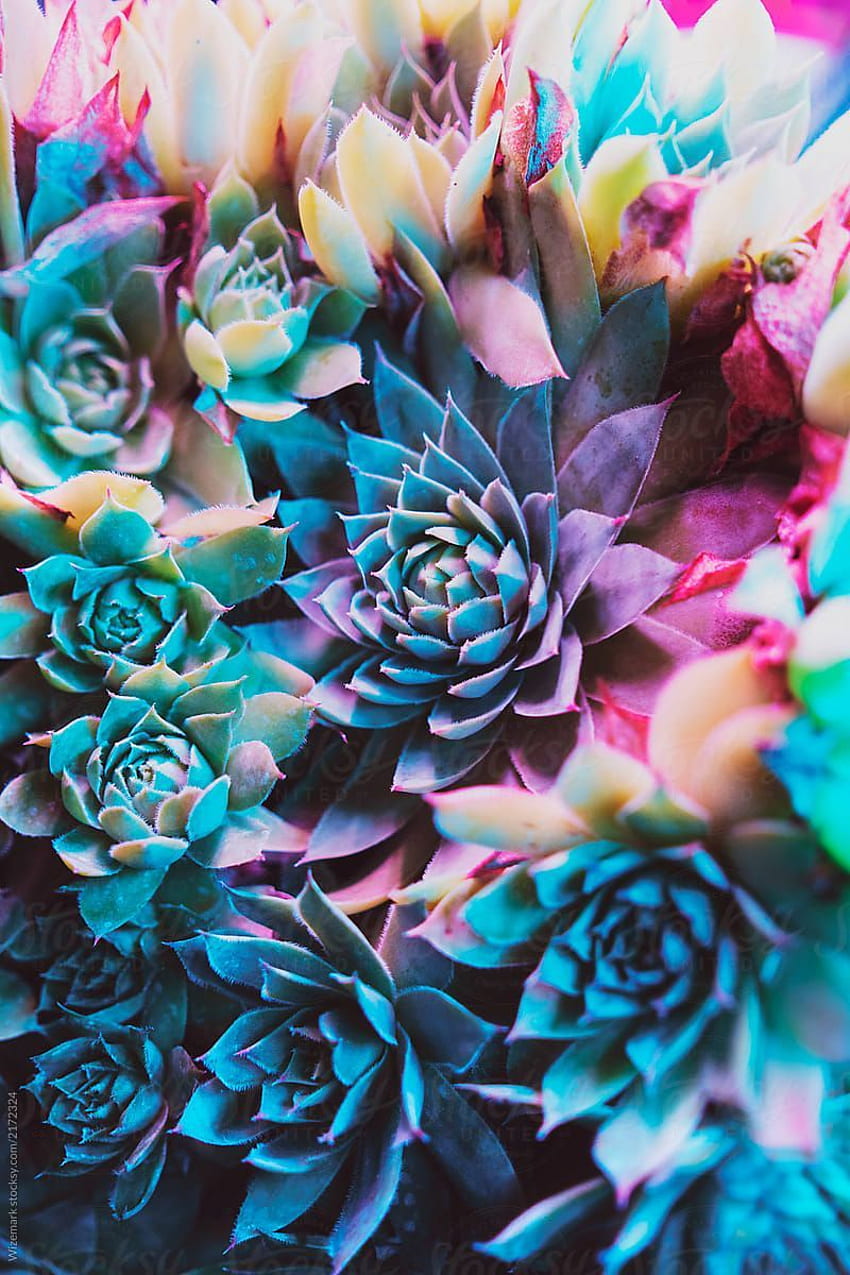 Vibrant colorful succulent plants by .es HD phone wallpaper | Pxfuel