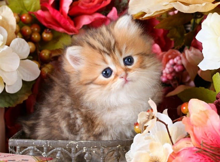 kitty in a flower basket, cats, kitty, animals, flower basket HD wallpaper