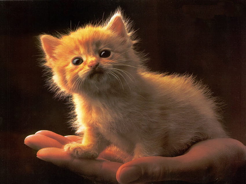 Kociak w ręku, kotek, słodki, zwierzęcy, kotek, uroczy, kot, puszysty, ręczny, godny podziwu Tapeta HD