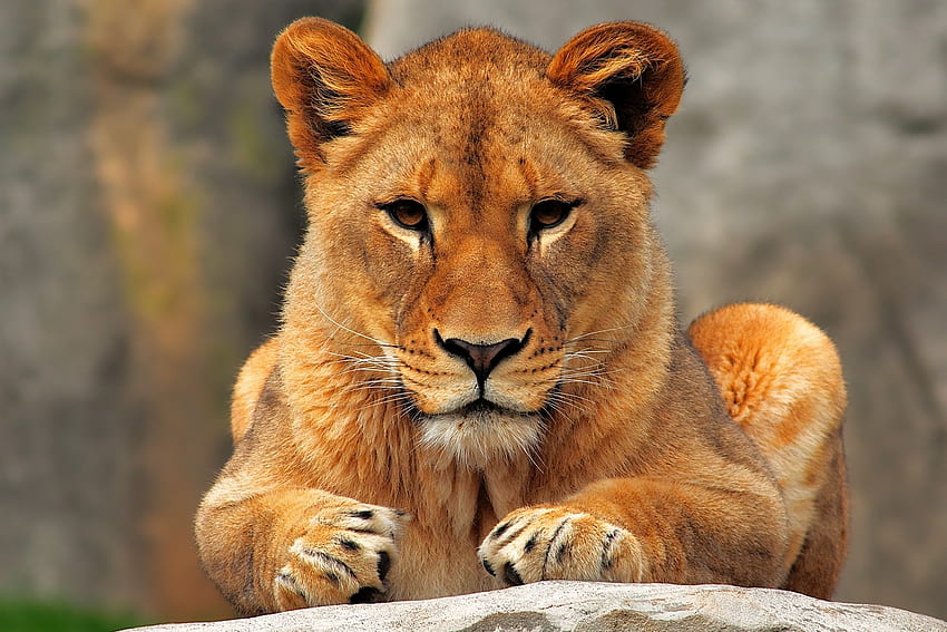 สัตว์ นั่ง สิงโต นักล่า สิงโตตัวเมีย วอลล์เปเปอร์ HD
