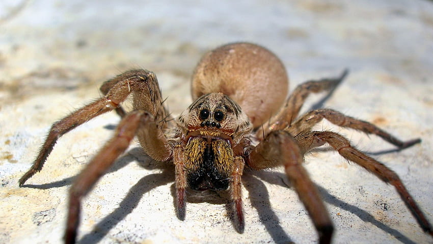 spider, big, brown, scary HD wallpaper