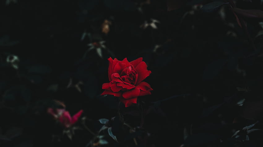 rosa, broto, flor, fundo escuro. Цветок, Black Rose Aesthetic PC papel de parede HD