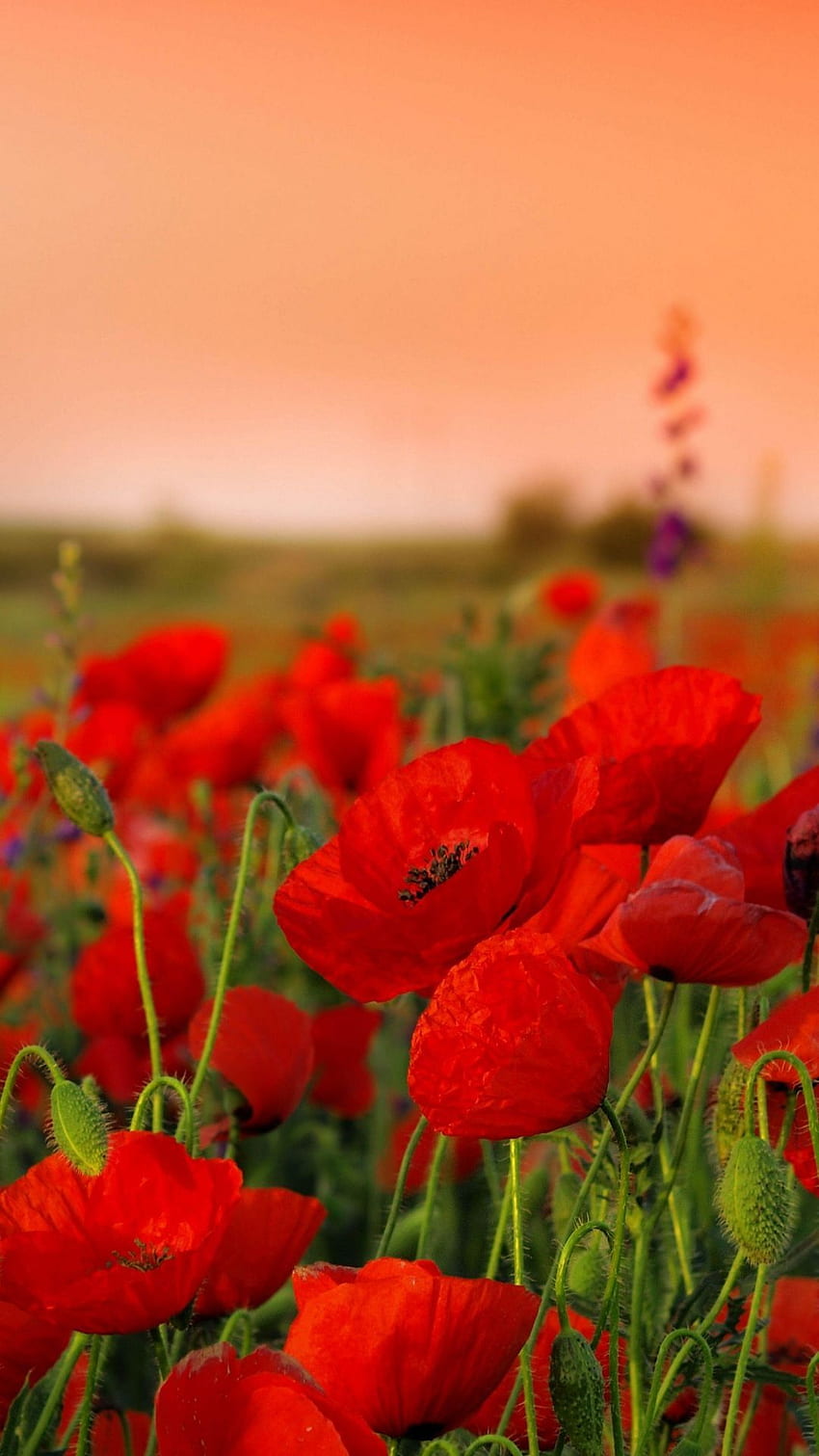 Poppies flowers field - Best htc one . HTC One, Poppy Flower HD phone wallpaper