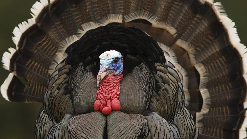 Top 59 Wild Turkey - Animal Spot, Gobbling Turkey HD wallpaper | Pxfuel