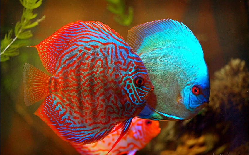 Fish, underwater, fins, animals HD wallpaper