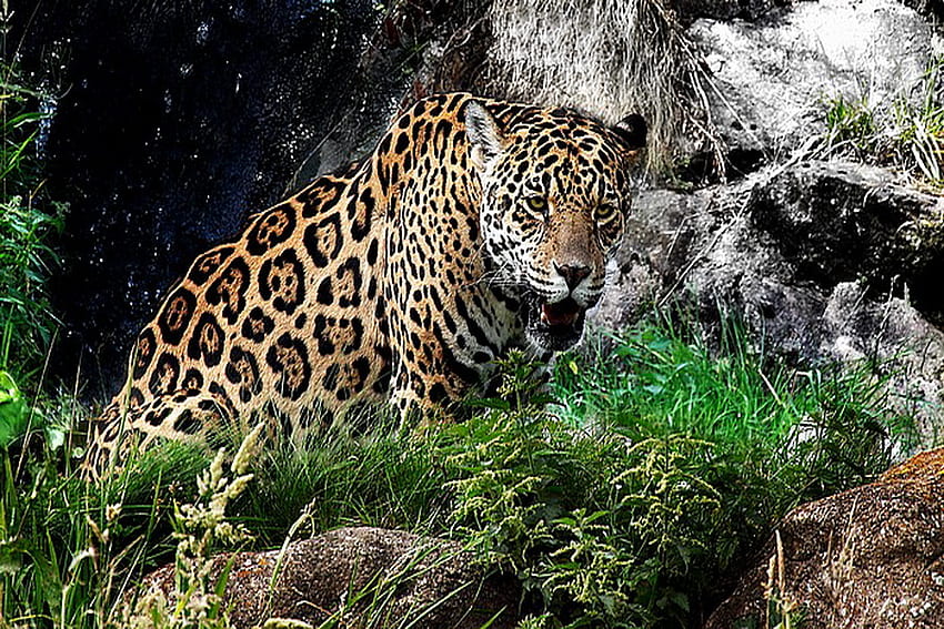 Jaquar, white, black, hunter, cat, grass, rocks, brown, spotted HD wallpaper