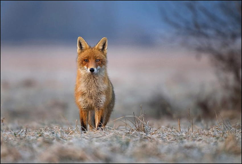 лисица, зима, червена лисица, природа, животни HD тапет