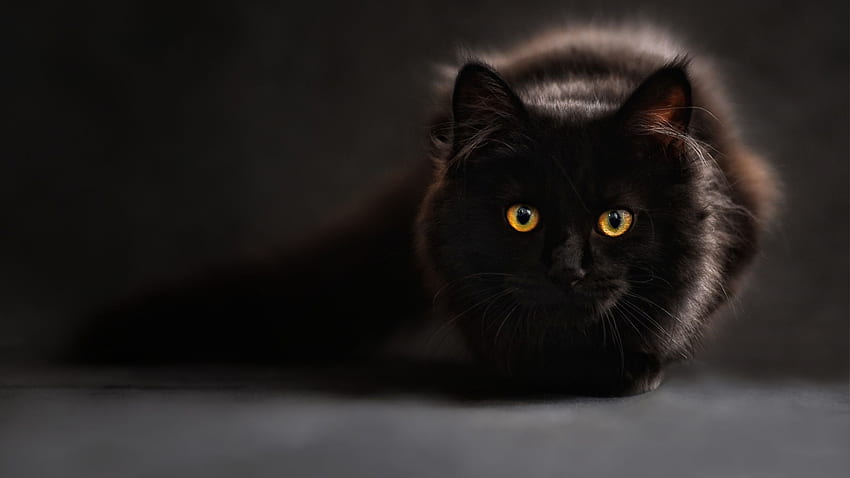 Black Cat background, Kawaii Black Cat HD wallpaper