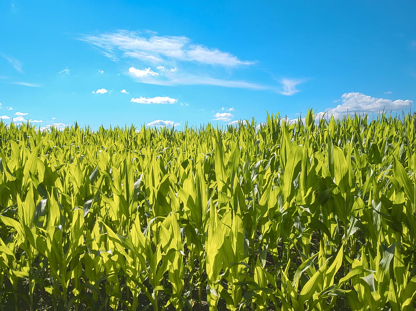 Plantes vertes sous les nuages ​​blancs, champ de maïs Fond d'écran HD