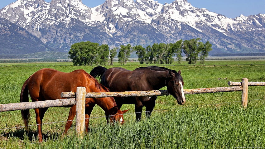 Mountain horses, animal, horse, fence, grass, mountain HD wallpaper
