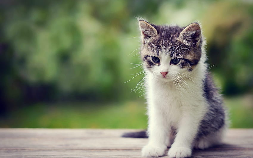 Cute Little Kitten Özel 6811 [], Mobil ve Tabletiniz için. Cute Cat'i keşfedin. Komik Kedi , Sevimli Kediler ve Yavru Kediler HD duvar kağıdı