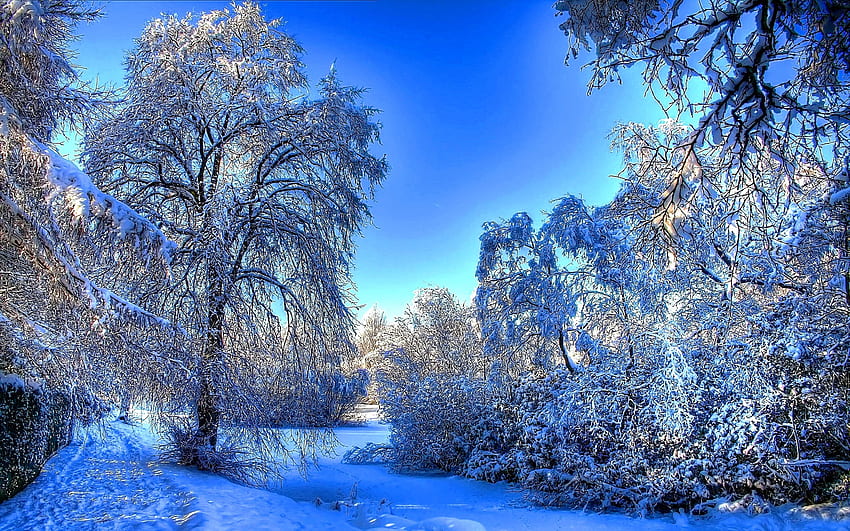 풍경, 겨울, 나무 HD 월페이퍼