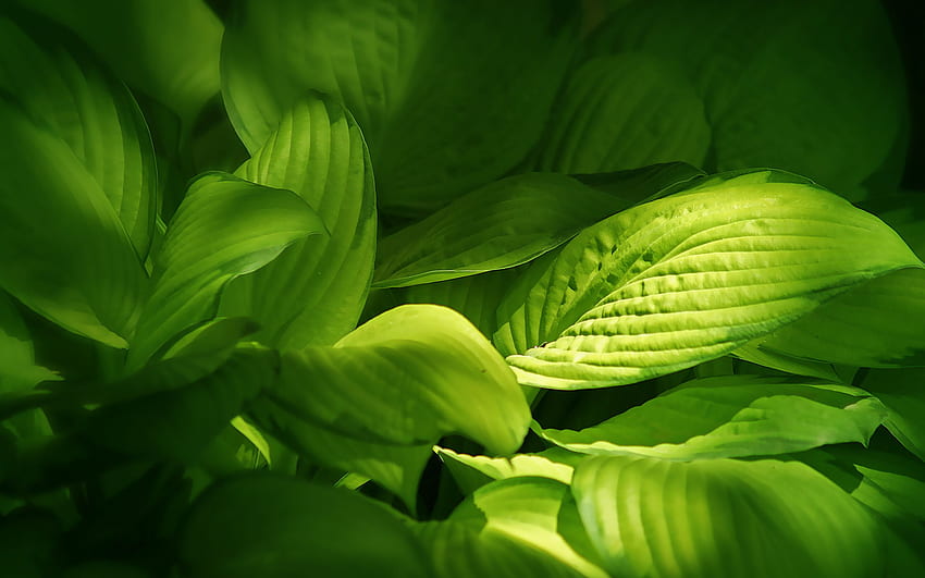 Green leaves background cool, Cool Leaf HD wallpaper | Pxfuel