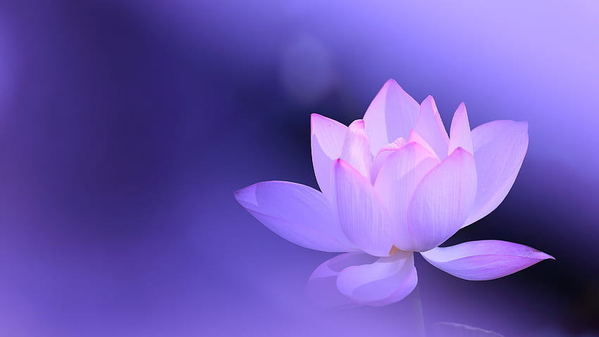Pink lotus, petals, purple background, hazy, beautiful flower U HD wallpaper