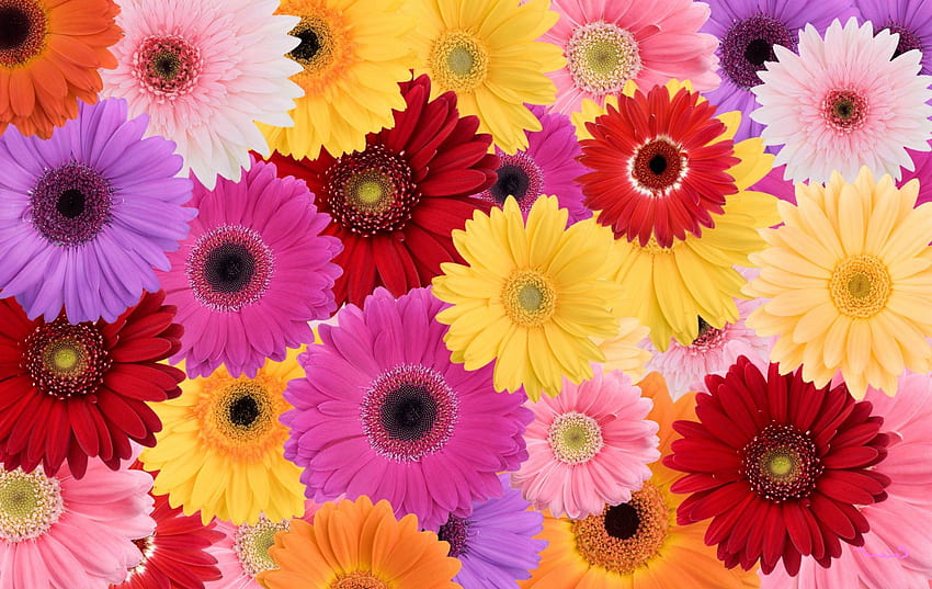 Daisies Collage Flower Red Purple Yellow By HD wallpaper | Pxfuel